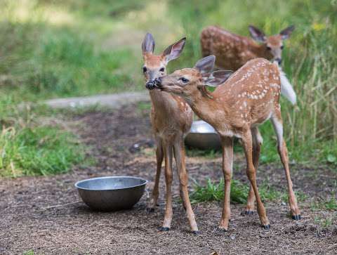 Aspen Valley Wildlife Sanctuary - Home